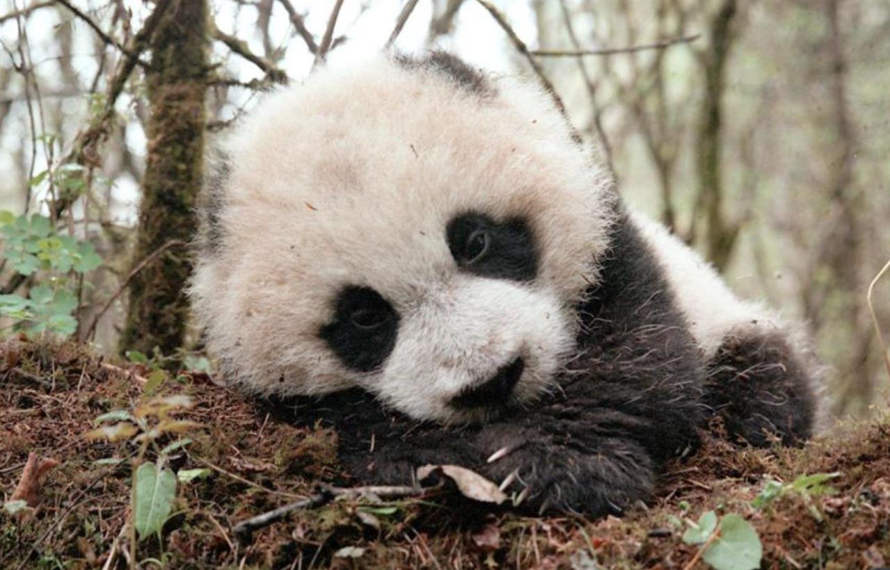 新华社出图｜这次，我们来看大熊猫！